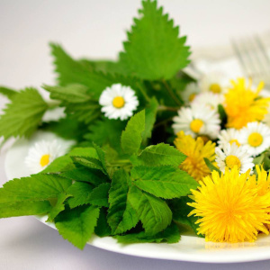 plantes-comestibles-sauvage